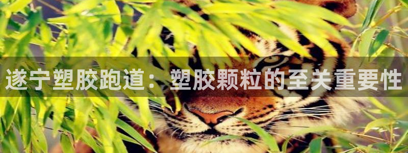 谈球吧娱乐app下载官网苹果：遂宁塑胶跑道：塑胶颗粒的至关重要性