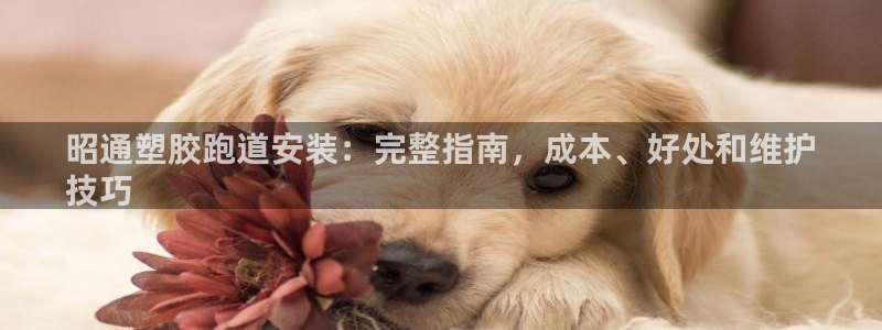 谈球吧app赛事分析报告怎么做：昭通塑胶跑道安装：完整指南，成本、好处和维护
技巧