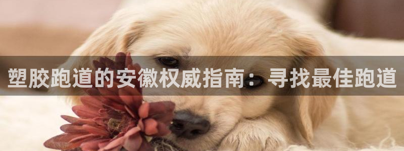 谈球吧的聊天软件叫什么来着：塑胶跑道的安徽权威指南：寻找最佳跑道